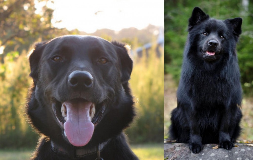 Swedish Lapphund vs Borador - Breed Comparison