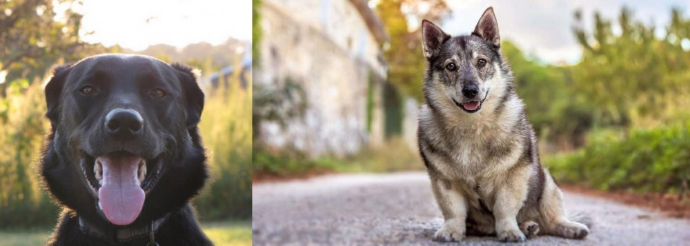Swedish Vallhund vs Borador - Breed Comparison