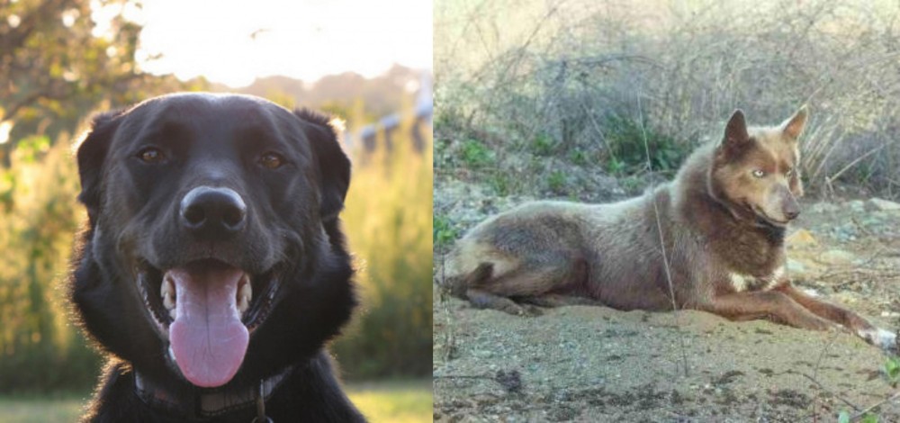 Tahltan Bear Dog vs Borador - Breed Comparison