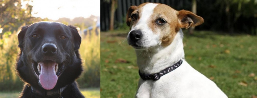 Tenterfield Terrier vs Borador - Breed Comparison