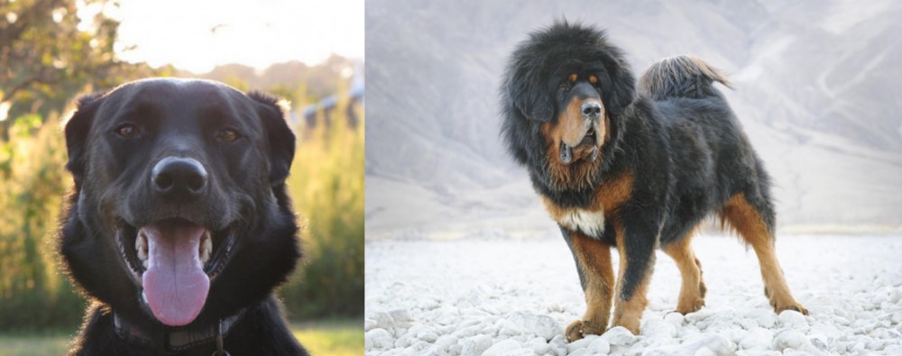 Tibetan Mastiff vs Borador - Breed Comparison