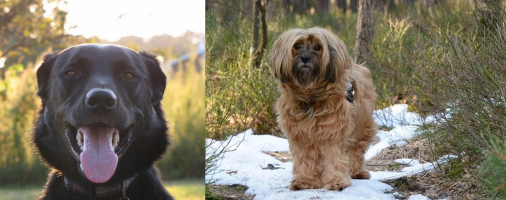 Tibetan Terrier vs Borador - Breed Comparison