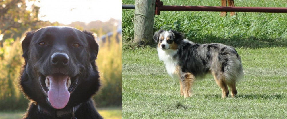 Toy Australian Shepherd vs Borador - Breed Comparison
