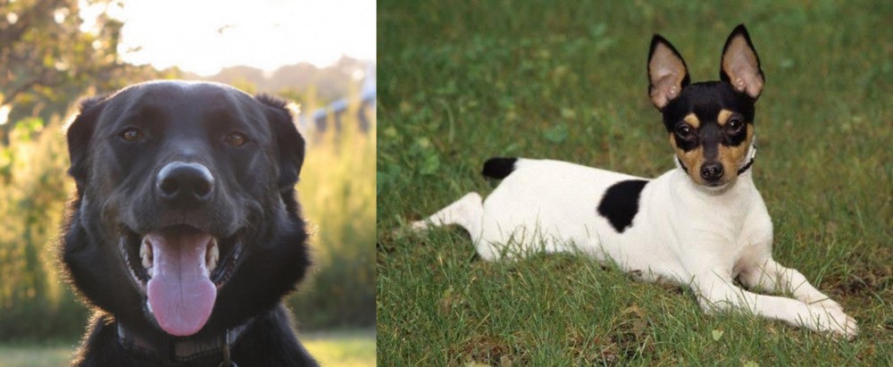 Toy Fox Terrier vs Borador - Breed Comparison