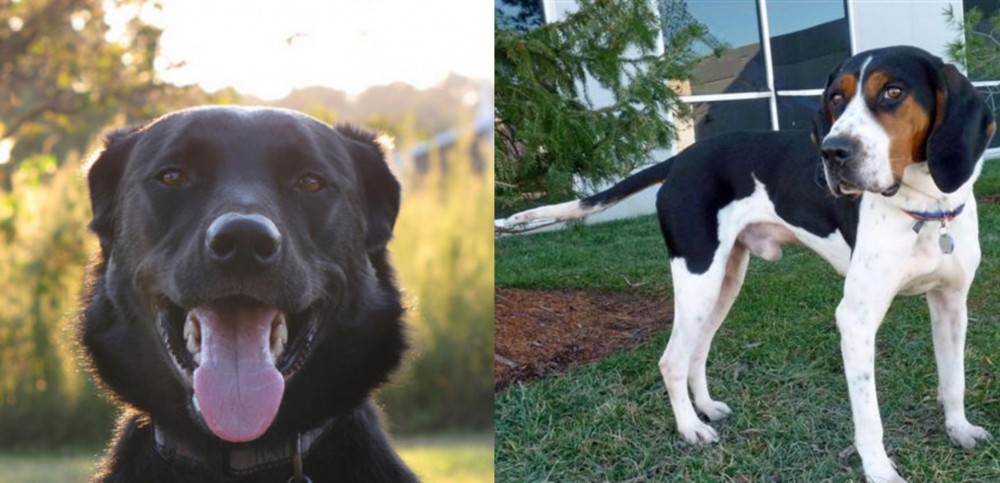 Treeing Walker Coonhound vs Borador - Breed Comparison