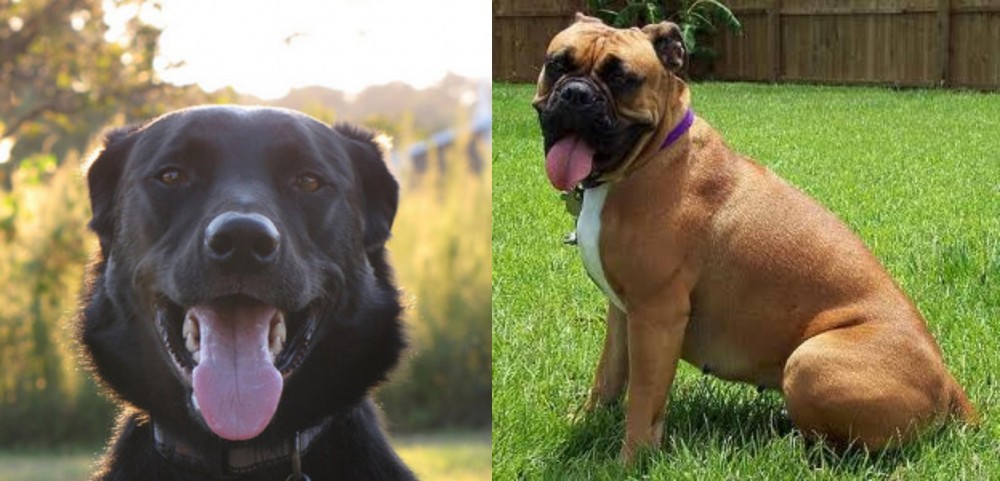 Valley Bulldog vs Borador - Breed Comparison
