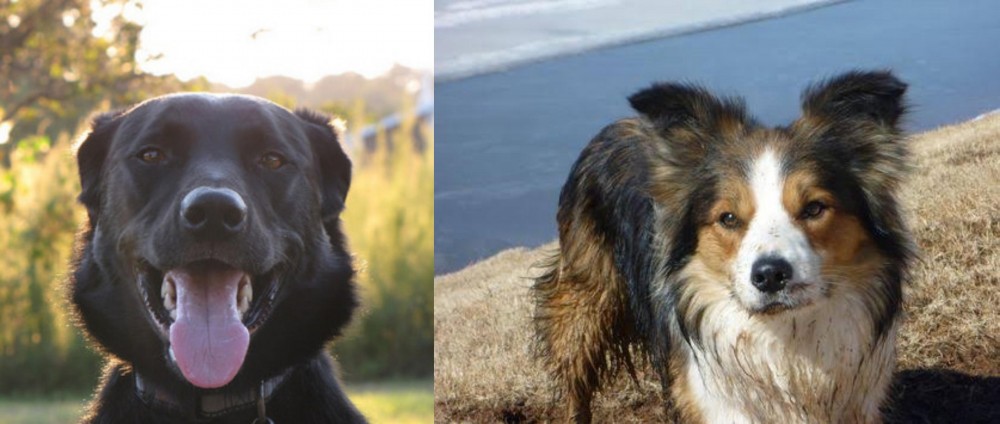 Welsh Sheepdog vs Borador - Breed Comparison