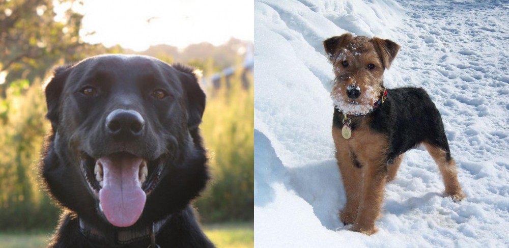 Welsh Terrier vs Borador - Breed Comparison