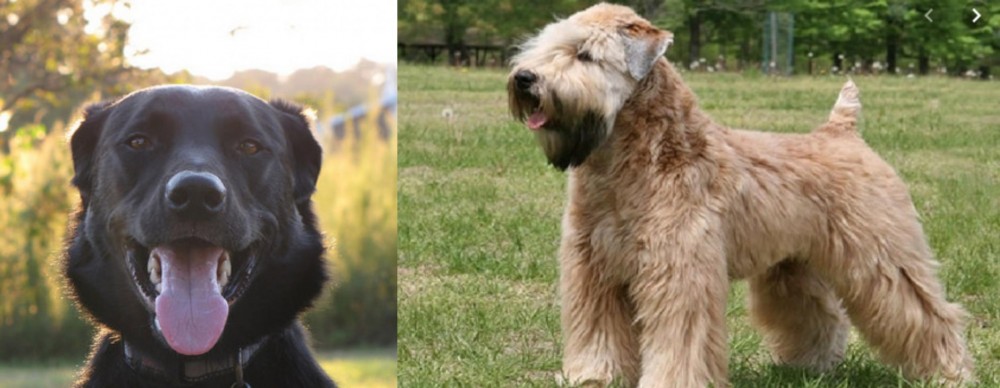 Wheaten Terrier vs Borador - Breed Comparison