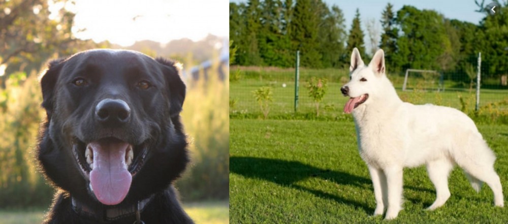White Shepherd vs Borador - Breed Comparison