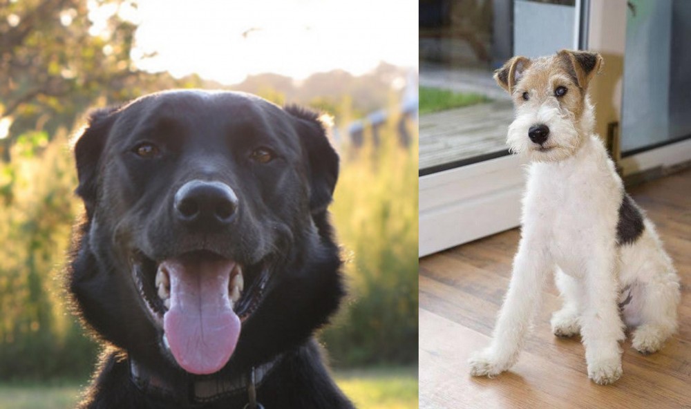 Wire Fox Terrier vs Borador - Breed Comparison