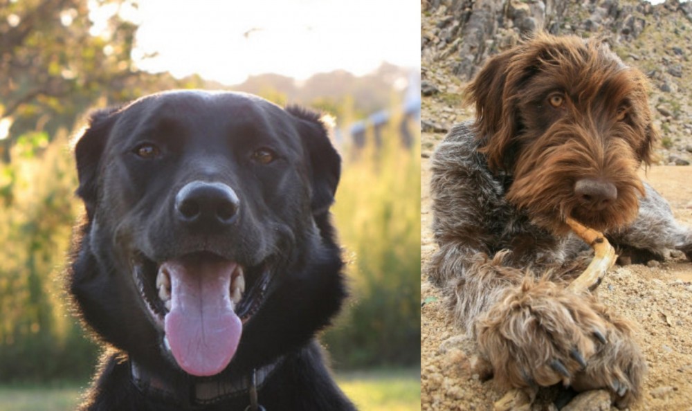 Wirehaired Pointing Griffon vs Borador - Breed Comparison
