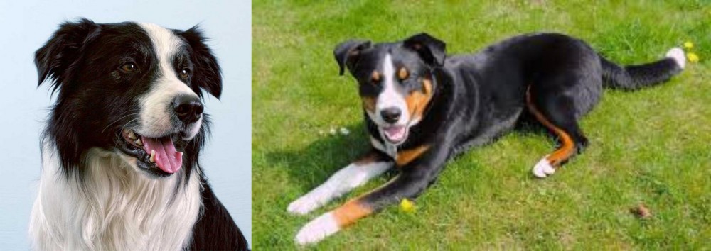 Appenzell Mountain Dog vs Border Collie - Breed Comparison
