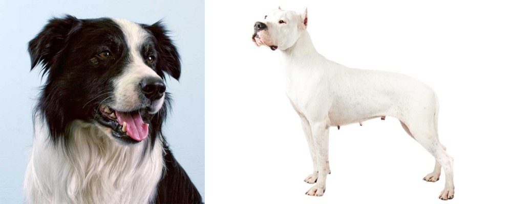 Argentine Dogo vs Border Collie - Breed Comparison