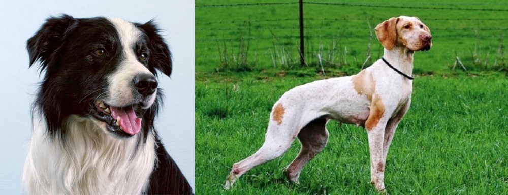 Ariege Pointer vs Border Collie - Breed Comparison
