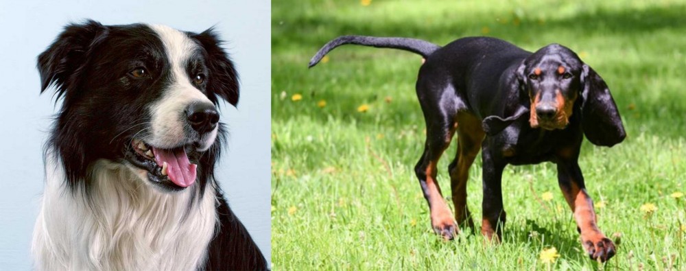 Black and Tan Coonhound vs Border Collie - Breed Comparison