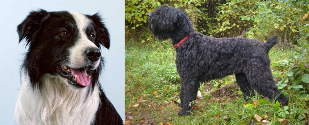 Black Russian Terrier vs Border Collie - Breed Comparison