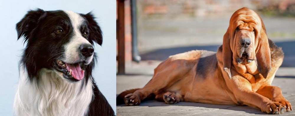 Bloodhound vs Border Collie - Breed Comparison