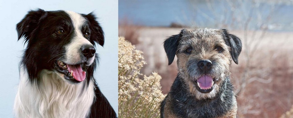 Border Terrier vs Border Collie - Breed Comparison