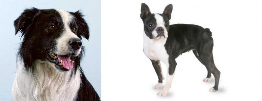 Boston Terrier vs Border Collie - Breed Comparison