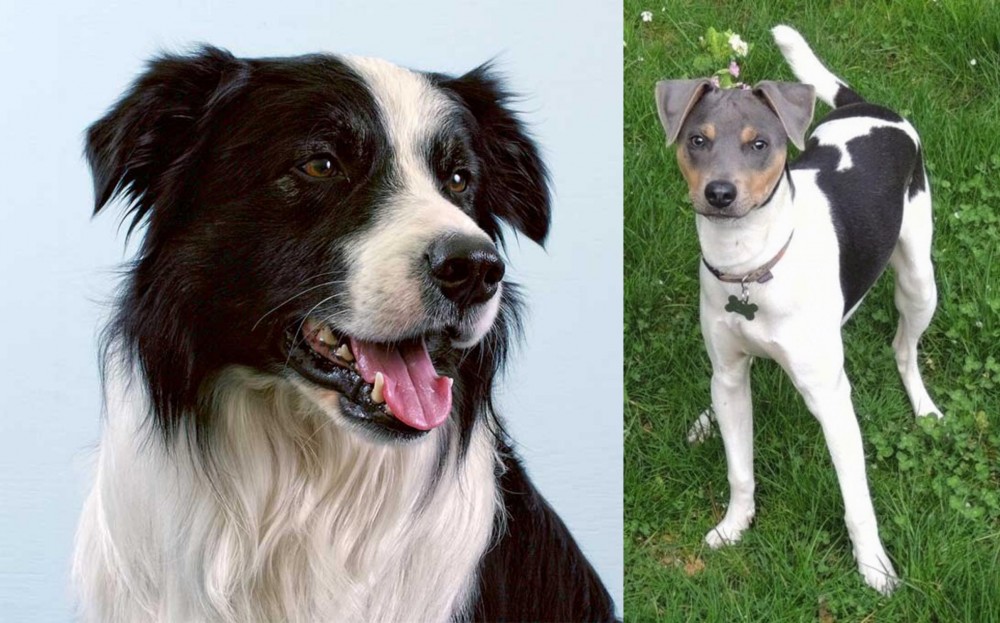 Brazilian Terrier vs Border Collie - Breed Comparison