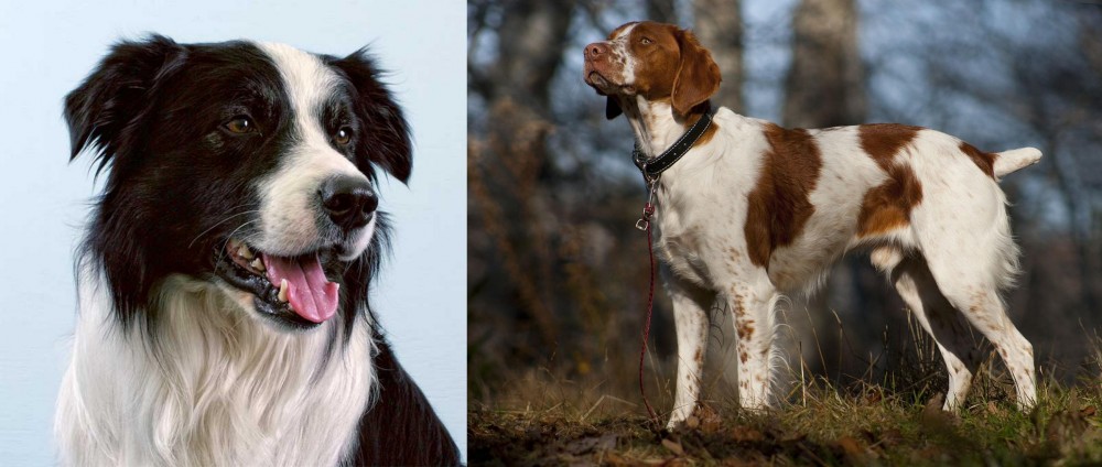 Brittany vs Border Collie - Breed Comparison