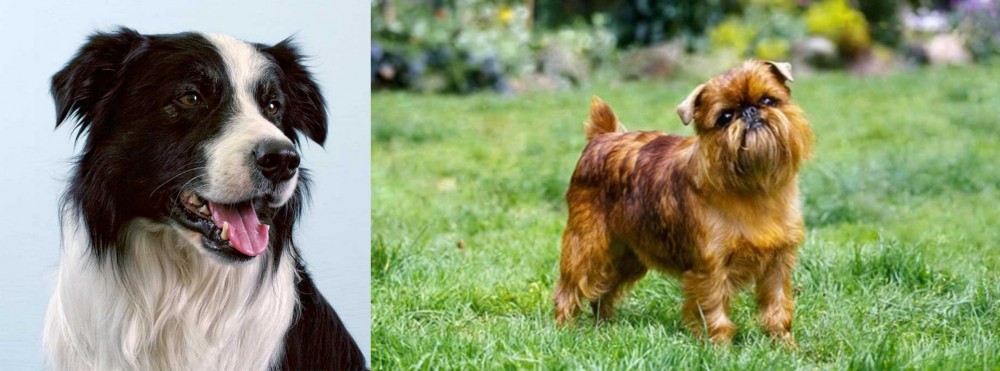Brussels Griffon vs Border Collie - Breed Comparison