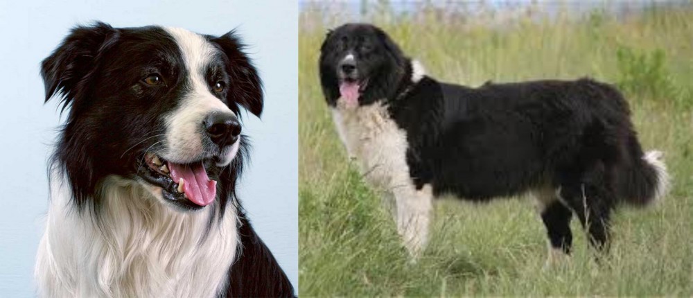 Bulgarian Shepherd vs Border Collie - Breed Comparison