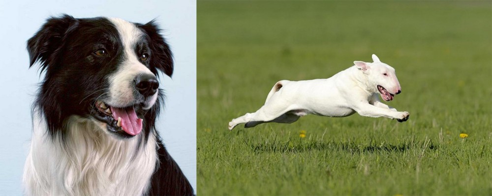 Bull Terrier vs Border Collie - Breed Comparison