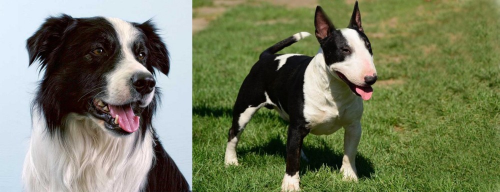 Bull Terrier Miniature vs Border Collie - Breed Comparison