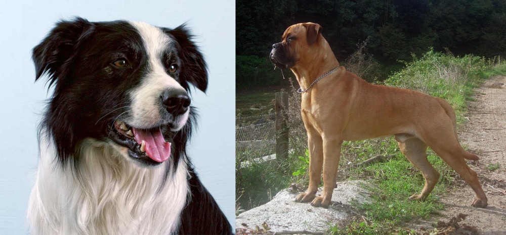 Bullmastiff vs Border Collie - Breed Comparison