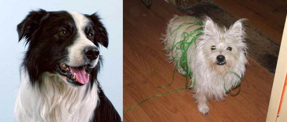 Cairland Terrier vs Border Collie - Breed Comparison