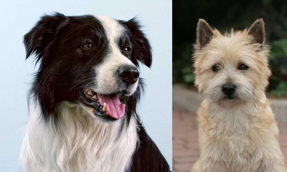 Cairn Terrier vs Border Collie - Breed Comparison