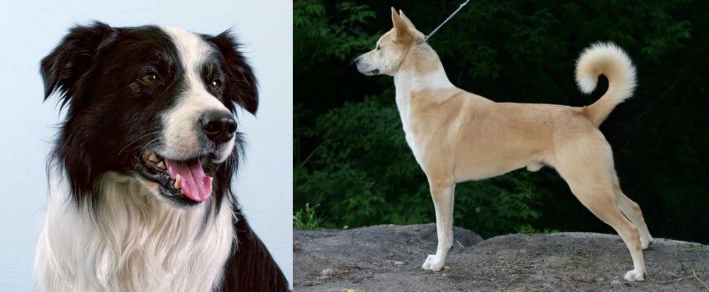 Canaan Dog vs Border Collie - Breed Comparison