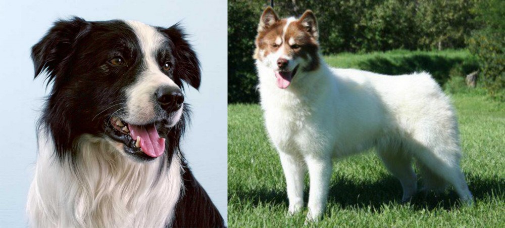 Canadian Eskimo Dog vs Border Collie - Breed Comparison