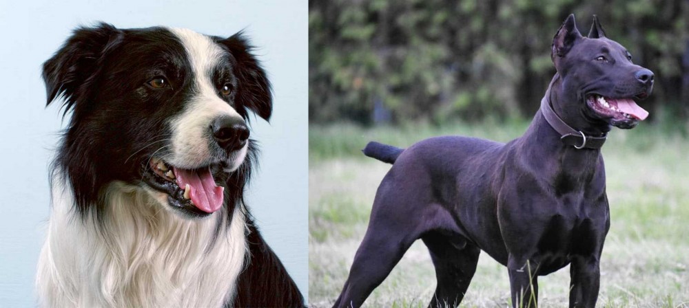Canis Panther vs Border Collie - Breed Comparison