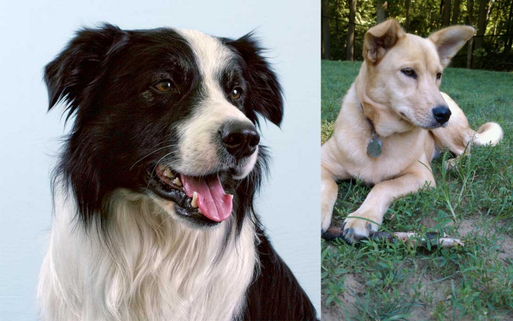 Carolina Dog vs Border Collie - Breed Comparison