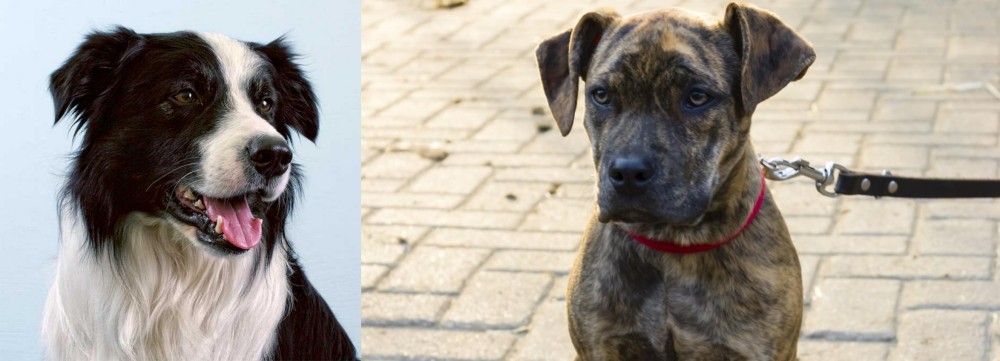 Catahoula Bulldog vs Border Collie - Breed Comparison