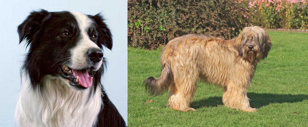 Catalan Sheepdog vs Border Collie - Breed Comparison