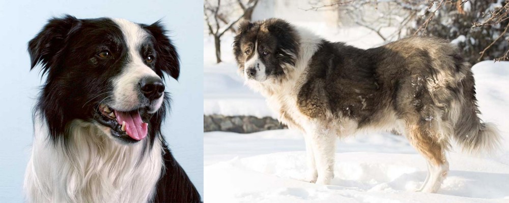 Caucasian Shepherd vs Border Collie - Breed Comparison