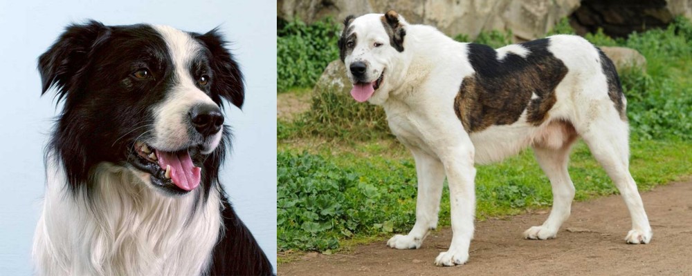 Central Asian Shepherd vs Border Collie - Breed Comparison