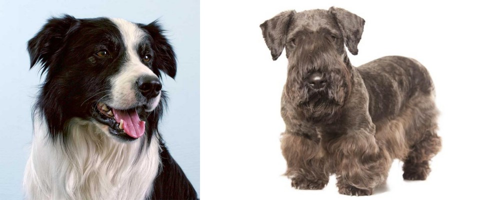 Cesky Terrier vs Border Collie - Breed Comparison