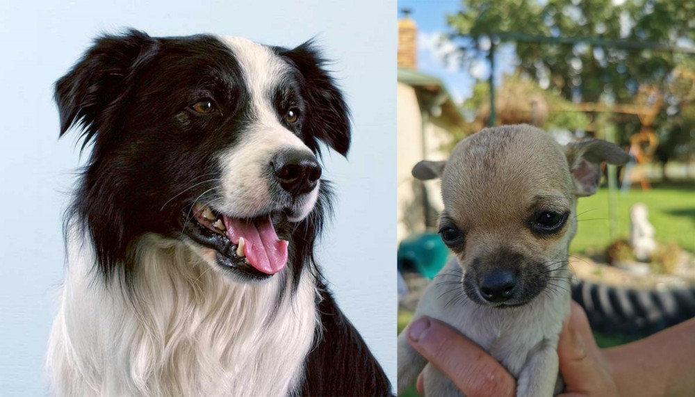 Chihuahua vs Border Collie - Breed Comparison