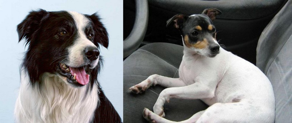 Chilean Fox Terrier vs Border Collie - Breed Comparison