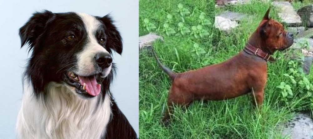 Chinese Chongqing Dog vs Border Collie - Breed Comparison