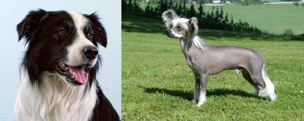 Chinese Crested Dog vs Border Collie - Breed Comparison