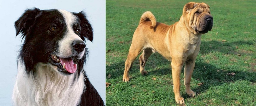Chinese Shar Pei vs Border Collie - Breed Comparison