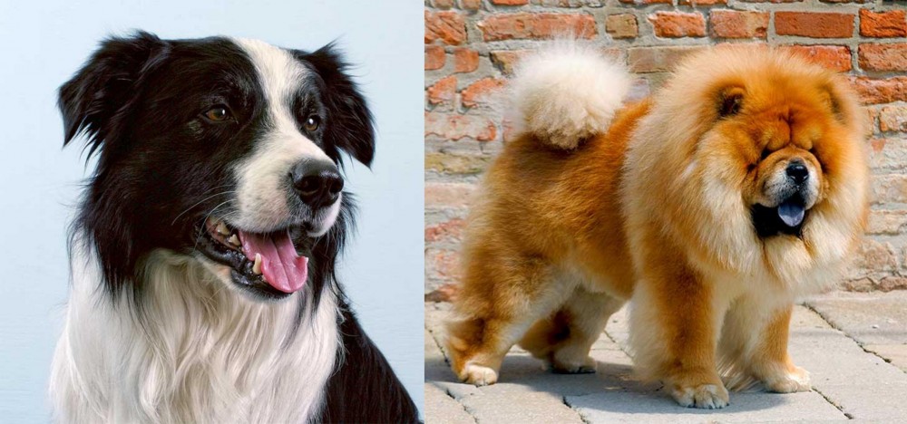 Chow Chow vs Border Collie - Breed Comparison