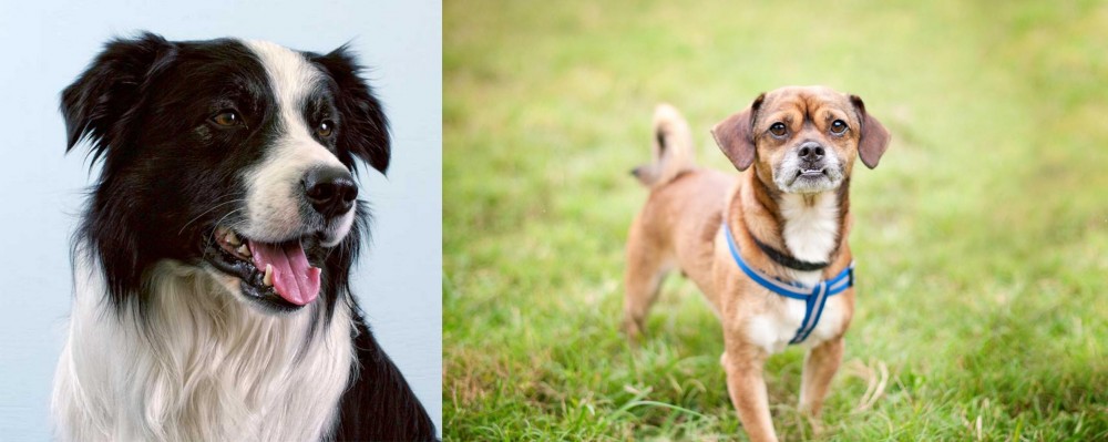 Chug vs Border Collie - Breed Comparison
