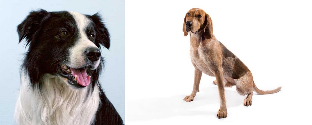 Coonhound vs Border Collie - Breed Comparison